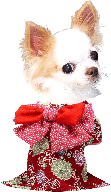 【犬 着物 犬の服】艶やか晴れ着 朝露 《名入れ可能》《コサージュ別売》【ドッグウェア ペット 着物 正月 七五三 ダックス トイプードル チワワ タムベディ かわいい シーズー 着せやすい】