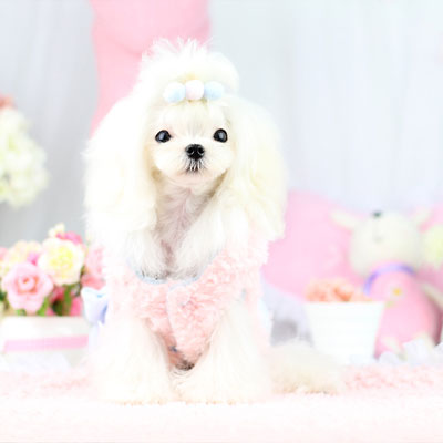 【犬服 犬 服 秋冬 犬の服】フワリボンコート アウター【ドッグウェア ペット アウトレット フリース マイヤー ボア ダックス トイプードル チワワ 服 タムベディ かわいい ヨーキー】[CN]