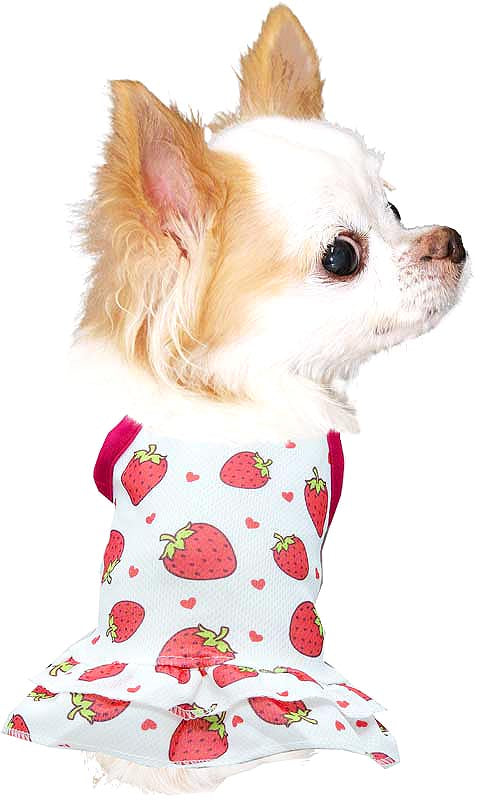 【犬服 犬 服 犬の服 春服 夏服用】サマーキャミワンピース【メッシュ フルーツ 蝶々 2段フリル ドッグ ペット ウェア アウトレット ダックス トイプードル チワワ タムベディ パグ】[CN]